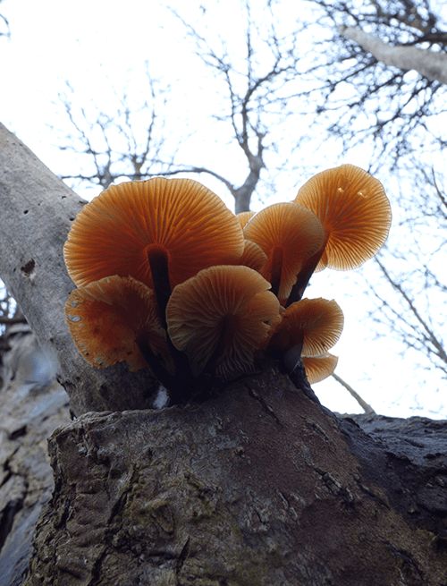 The translucent gills and dark stipes emerging from sycamore in Bedfordshire, UK.